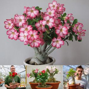 Adenium tohumu çöl gülü renkli karışımı