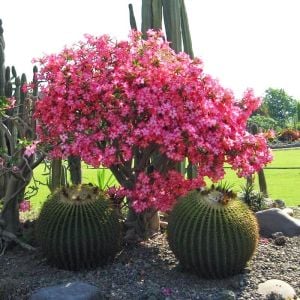Adenium tohumu çöl gülü renkli karışımı