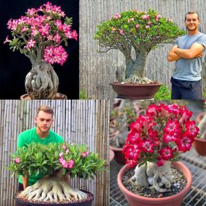 Adenium tohumu çöl gülü renkli karışımı