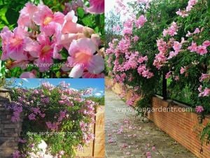 Kokulu pembe trompet sarmaşığı podranearicasoliana