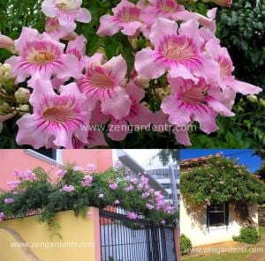 Kokulu pembe trompet sarmaşığı podranearicasoliana