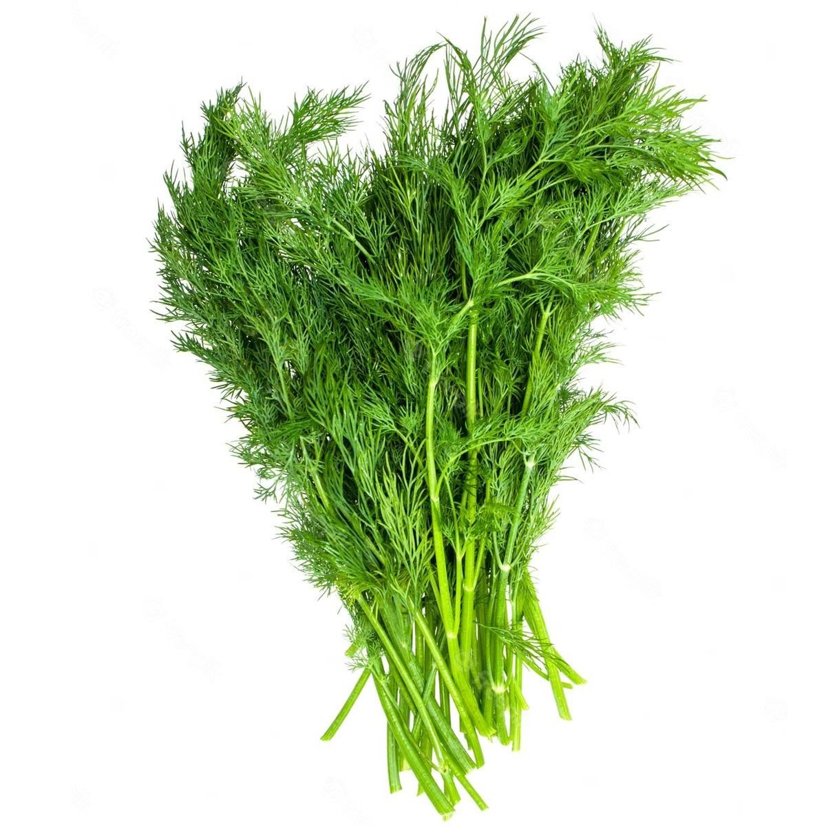 3 adet Yaprak rezene fidesi grosfruchtiger leaf fennel