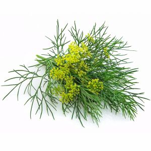 3 adet Yaprak rezene fidesi grosfruchtiger leaf fennel