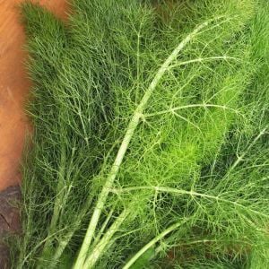 3 adet Yaprak rezene fidesi grosfruchtiger leaf fennel