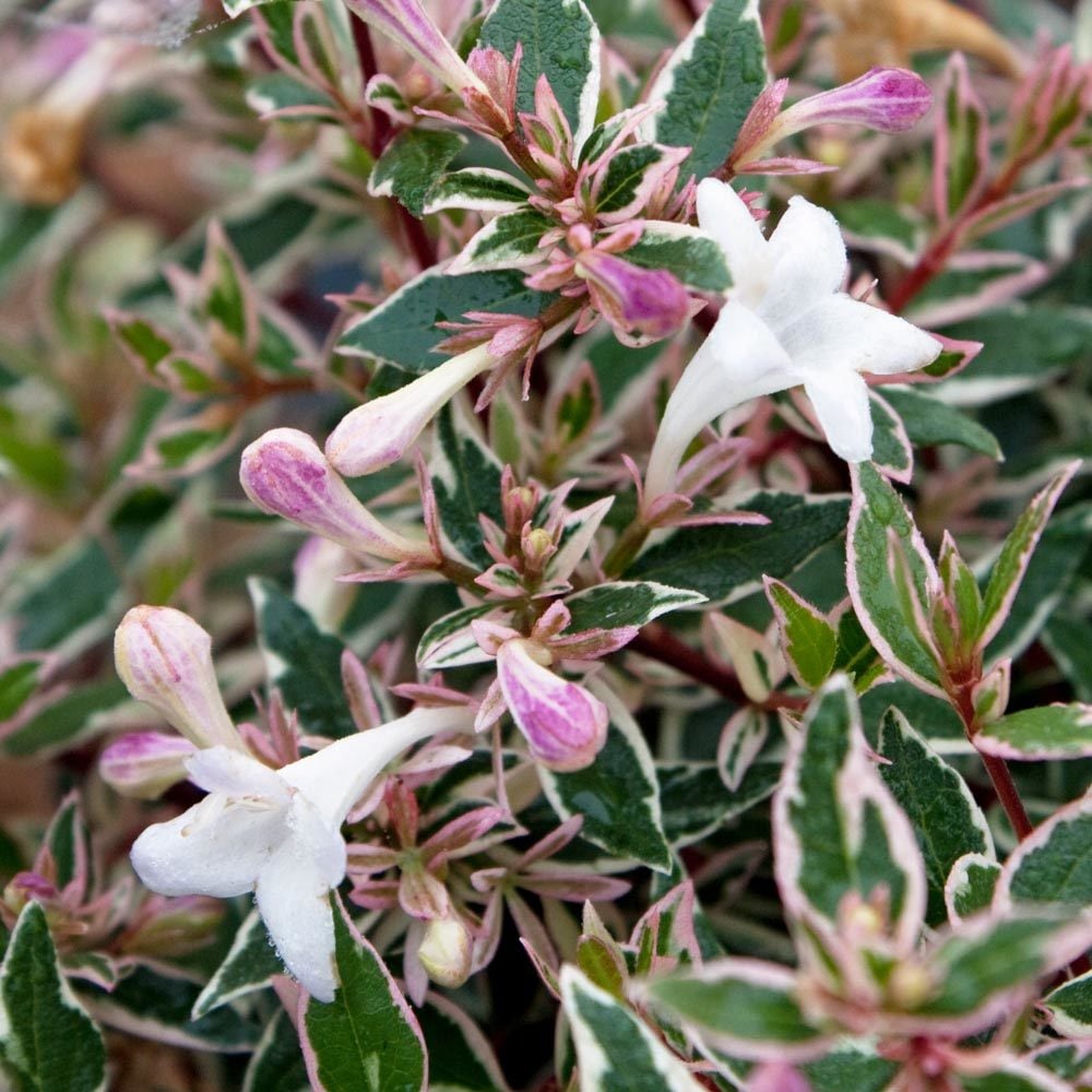 abelia grandiflora confetti fidesi