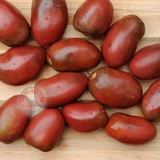 Mor rus domatesi tohumu geleneksel purple russian tomato