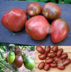 Mor rus domatesi tohumu geleneksel purple russian tomato