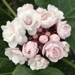 Arap fulü fidanı clerodendrum fragrans