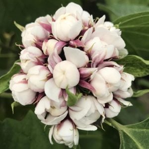 Arap fulü fidanı clerodendrum fragrans