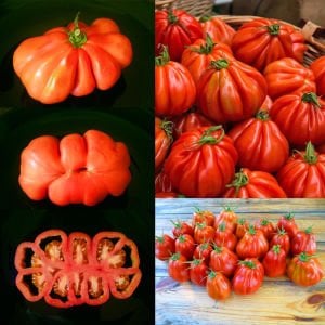 Yürek domates tohumu geleneksel italyan cuor di bue tomato