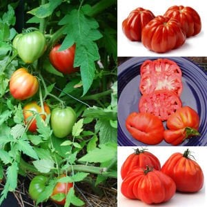 Yürek domates tohumu geleneksel italyan cuor di bue tomato