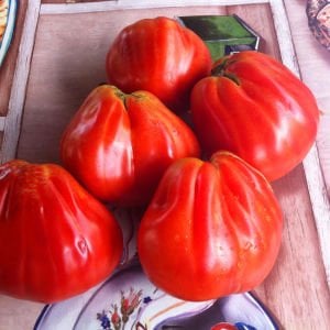 Yürek domates tohumu geleneksel italyan cuor di bue tomato