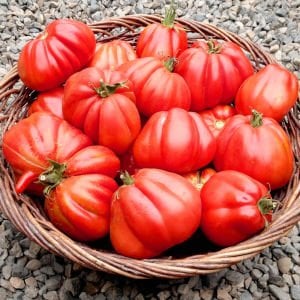 Yürek domates tohumu geleneksel italyan cuor di bue tomato