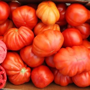 Yürek domates tohumu geleneksel italyan cuor di bue tomato