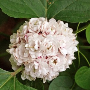 Arap fulü fidanı clerodendrum fragrans