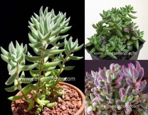 Crassula jade mesembryanthemoides ışıkta parlayan yapraklar