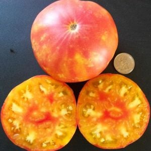 Oaxacan domates tohumu geleneksel oaxacan jewel tomato