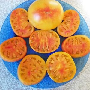 Oaxacan domates tohumu geleneksel oaxacan jewel tomato