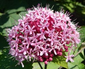 Clerodendrum bungeii kısmet ağacı fidanı Rus ortancası