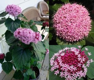 Clerodendrum bungeii kısmet ağacı fidanı Rus ortancası