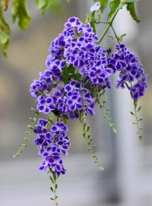 Durantha repens mavi çiçekli ağaç menekşesi güvencin üzümü
