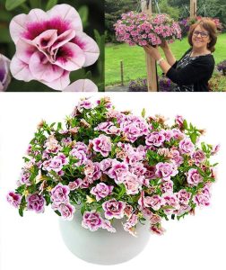Katlı pembe kırmızı calibrachoa fidesi sarkan double pink bicolor 1 fide