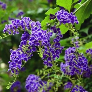 Durantha repens mavi çiçekli ağaç menekşesi güvencin üzümü