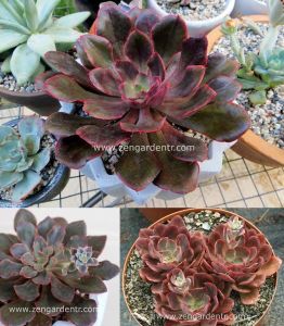 Echeveria painted frills