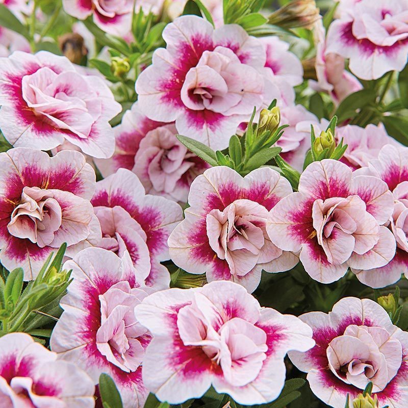 Katlı pembe kırmızı calibrachoa fidesi sarkan double pink bicolor 3 fide