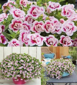 Katlı pembe kırmızı calibrachoa fidesi sarkan double pink bicolor 3 fide