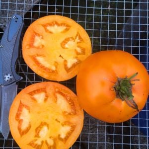 Nebraska düğünü domates tohumu geleneksel nebraska wedding tomato
