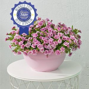Katlı pembe kırmızı calibrachoa fidesi sarkan double pink bicolor 3 fide