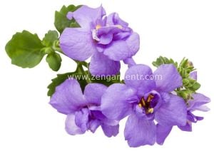 Katmerli mavi bacopa fidesi sutera diffusus baristo double blue