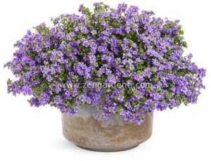 Katmerli mavi bacopa fidesi sutera diffusus baristo double blue
