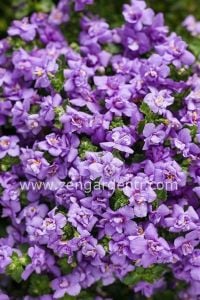 Katmerli mavi bacopa fidesi sutera diffusus baristo double blue