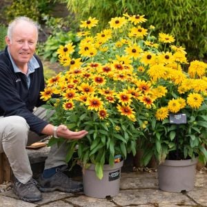 Sputnik güneş şapkası çiçeği saksıda rudbeckia hirta