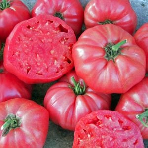 Pembe domates tohumu geleneksel pink brandywine tomato