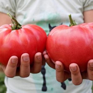 Pembe domates tohumu geleneksel pink brandywine tomato