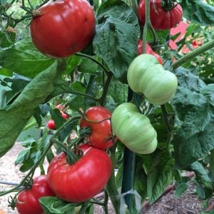 Pembe domates tohumu geleneksel pink brandywine tomato