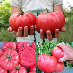 Pembe domates tohumu geleneksel pink brandywine tomato