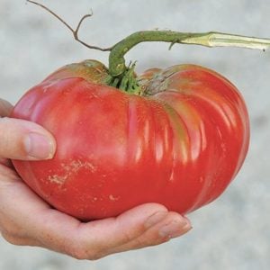 Pembe domates tohumu geleneksel pink brandywine tomato