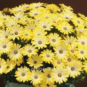 Limon bodrum papatyası fidesi ithal osteospermum çiçeği