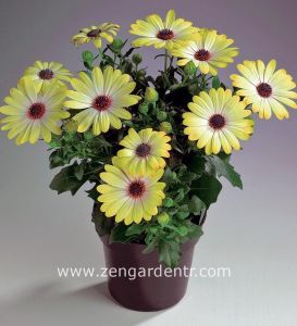 Limon bodrum papatyası fidesi ithal osteospermum çiçeği