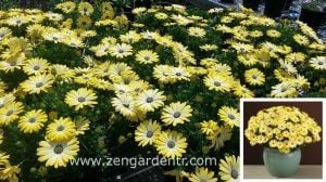 Limon bodrum papatyası fidesi ithal osteospermum çiçeği