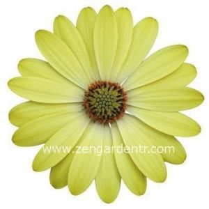 Limon bodrum papatyası fidesi ithal osteospermum çiçeği
