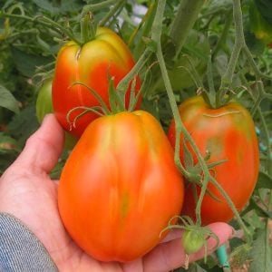 Polonya armut domates tohumu geleneksel polish paste tomato