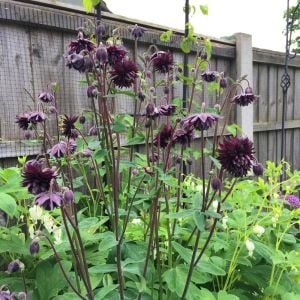 Black barlow haseki küpesi çiçeği fidesi aquilegia