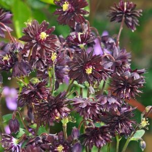 Black barlow haseki küpesi çiçeği fidesi aquilegia