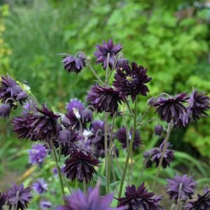 Black barlow haseki küpesi çiçeği fidesi aquilegia