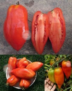 Polonya armut domates tohumu geleneksel polish paste tomato